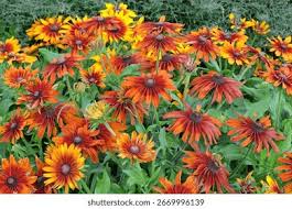 Attēlu rezultāti vaicājumam “Rudbeckia hirta var. hirta”