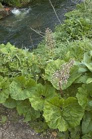 Attēlu rezultāti vaicājumam “Petasites hybridus leaf”