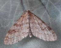 Attēlu rezultāti vaicājumam “Trichopteryx carpinata”