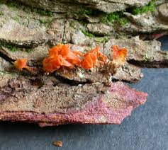 Attēlu rezultāti vaicājumam “Dacrymyces chrysospermus spores”