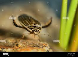 Attēlu rezultāti vaicājumam “Acilius sulcatus female”