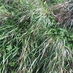 Attēlu rezultāti vaicājumam “Calamagrostis canescens fruit”