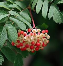 Attēlu rezultāti vaicājumam “Sorbus alnifolia”