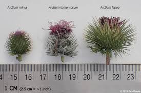 Attēlu rezultāti vaicājumam “Arctium tomentosum”