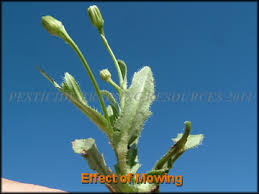 Attēlu rezultāti vaicājumam “Hypochaeris radicata bud”