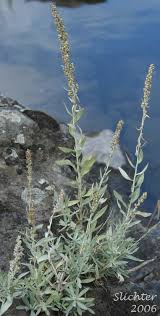 Attēlu rezultāti vaicājumam “Artemisia vulgaris flower”