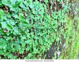 Attēlu rezultāti vaicājumam “Conocephalum conicum”