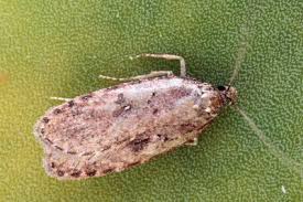 Attēlu rezultāti vaicājumam “Agonopterix heracliana”