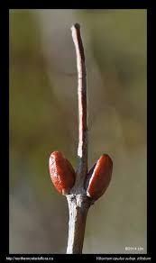 Attēlu rezultāti vaicājumam “Viburnum opulus bud”