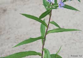 Attēlu rezultāti vaicājumam “Symphytocarpus sp.”