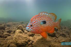 Image result for Lepomis cyanellus
