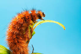 Attēlu rezultāti vaicājumam “Phragmatobia fuliginosa larva”