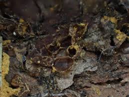 Attēlu rezultāti vaicājumam “Hemitrichia sordivesiculosa sessile”