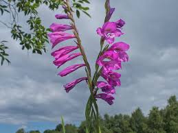 Attēlu rezultāti vaicājumam “Gladiolus imbricatus flower”