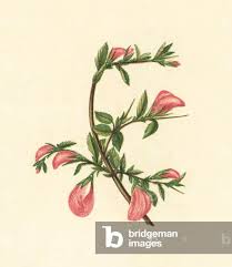 Attēlu rezultāti vaicājumam “Ononis arvensis”