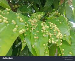 Attēlu rezultāti vaicājumam “Vasates quadripedes”