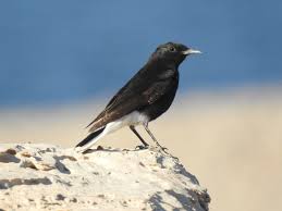 Image result for Oenanthe leucopyga