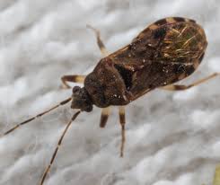 Attēlu rezultāti vaicājumam “Trichiaceae, Hemitrichiaceae, Arcyriaceae”