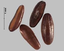 Attēlu rezultāti vaicājumam “Plantago lanceolata fruit”