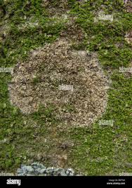 Attēlu rezultāti vaicājumam “Athelia arachnoidea”