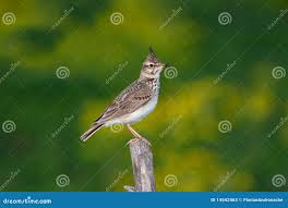 Attēlu rezultāti vaicājumam “Galerida cristata”