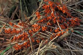Attēlu rezultāti vaicājumam “Leocarpus fragilis macro”