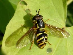 Attēlu rezultāti vaicājumam “Chrysotoxum sp.”