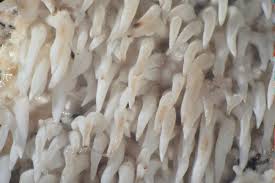 Attēlu rezultāti vaicājumam “Hydnocristella himantia”