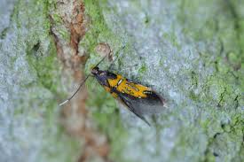 Attēlu rezultāti vaicājumam “Oecophoridae”