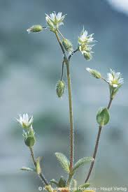 Attēlu rezultāti vaicājumam “Cerastium semidecandrum”