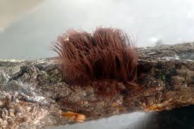 Attēlu rezultāti vaicājumam “Stemonitis axifera var. smithii spores”