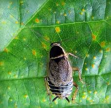 Attēlu rezultāti vaicājumam “Ectobius sylvestris”