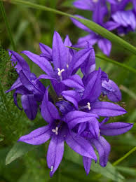 Image result for Campanula spicata