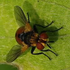 Attēlu rezultāti vaicājumam “Gymnosoma sp.”