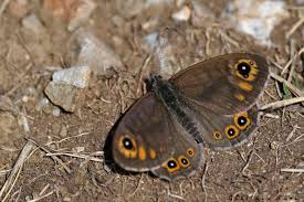 Attēlu rezultāti vaicājumam “Lasiommata petropolitana”