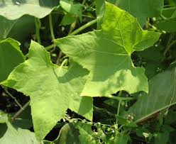 Attēlu rezultāti vaicājumam “Echinocystis lobata leaf”