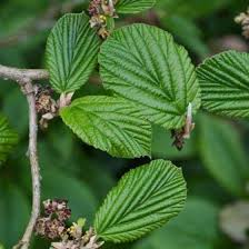 Attēlu rezultāti vaicājumam “Hamamelis vernalis leaf”