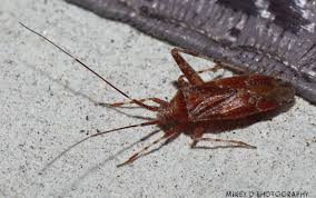 Attēlu rezultāti vaicājumam “Phytocoris sp.”