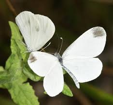 Attēlu rezultāti vaicājumam “Leptidea sinapis underside”