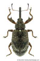 Attēlu rezultāti vaicājumam “Anthonomus phyllocola”