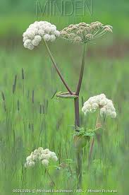 Attēlu rezultāti vaicājumam “Angelica sylvestris leaf”