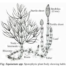 Attēlu rezultāti vaicājumam “Equisetum”