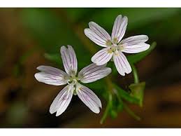Attēlu rezultāti vaicājumam “Claytonia sibirica flower”