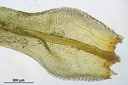 Attēlu rezultāti vaicājumam “Ulota crispa sporophyte”