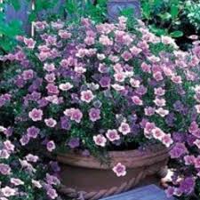 Image result for Nierembergia