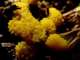 Attēlu rezultāti vaicājumam “Physarum virescens macro”