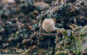 Attēlu rezultāti vaicājumam “Arcyria globosa”