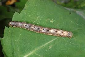 Attēlu rezultāti vaicājumam “Xanthorhoe biriviata”