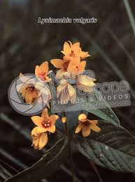 Attēlu rezultāti vaicājumam “Lysimachia vulgaris flower”