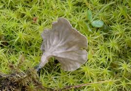 Attēlu rezultāti vaicājumam “Arrhenia spatulata”